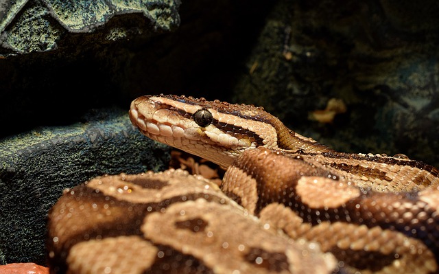 A recently misted ball python