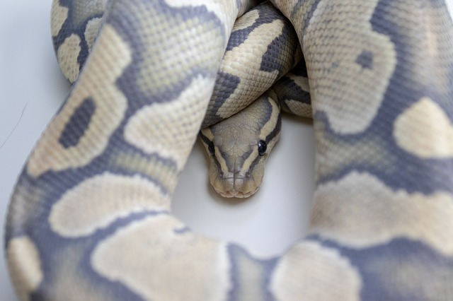 A Coiled up Ball Python