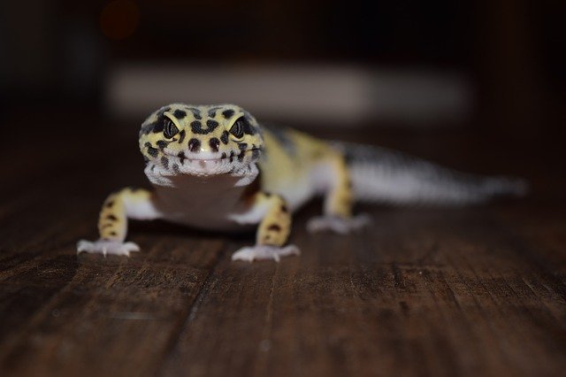 A leopard gecko