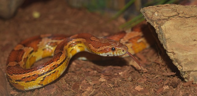 A corn snake on substrate