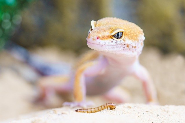 Leopard gecko looking at a worm