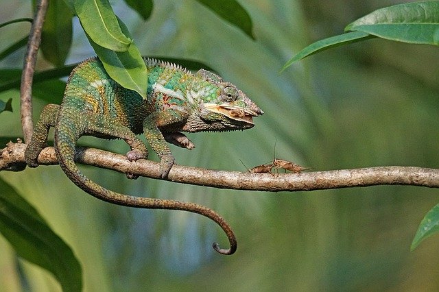 A Chameleon Eating a Cricket