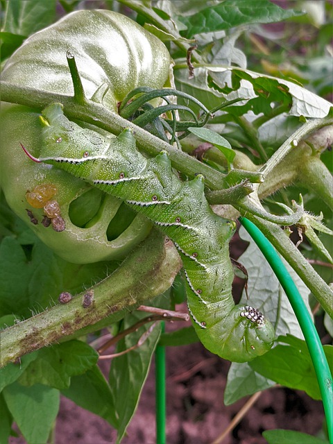 Hornworm on a Tomato