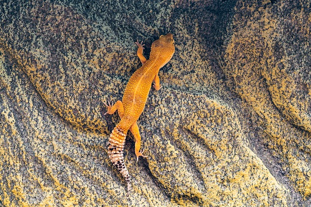 A climbing leopard gecko