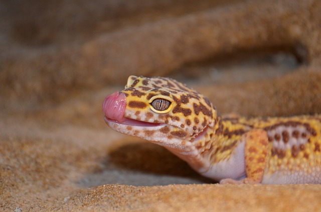 leopard gecko on a sandy substrate