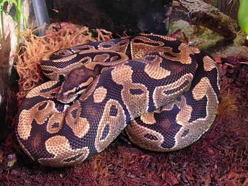 Ball Python On Substrate