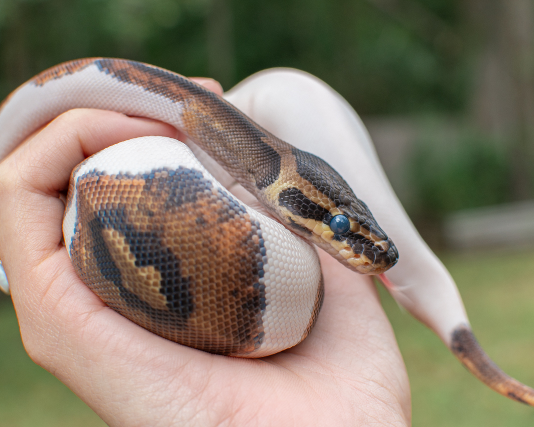 Ball python in shed