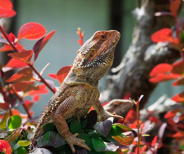 bearded dragon in a plant