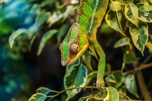 Chameleon on a plant