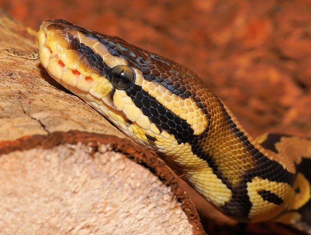 Close up of a ball python face