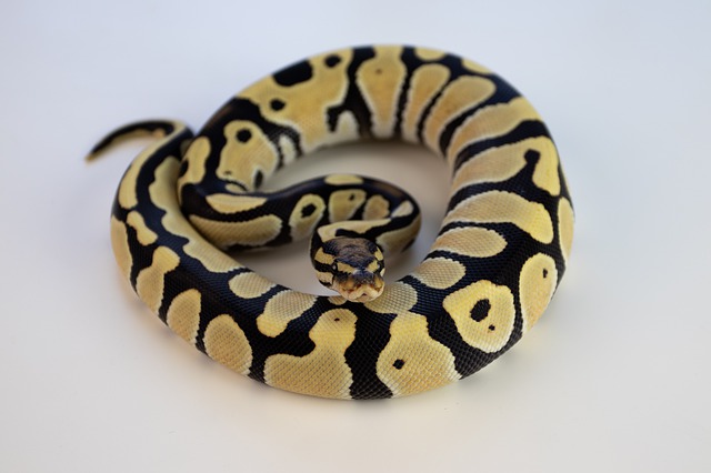 Desert ball python