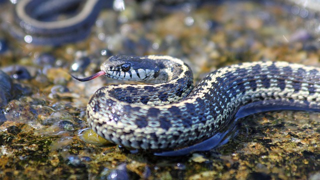 garter snake in water