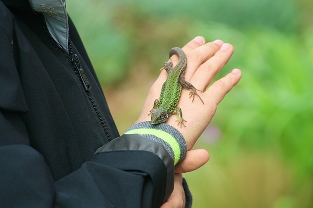A kid holding a lizard