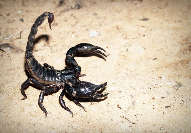 Angry Asian Forest Scorpion