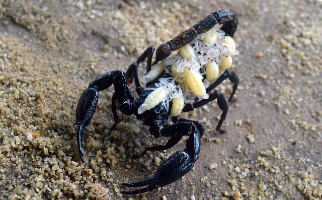 Asian Forest Scorpion with Babies