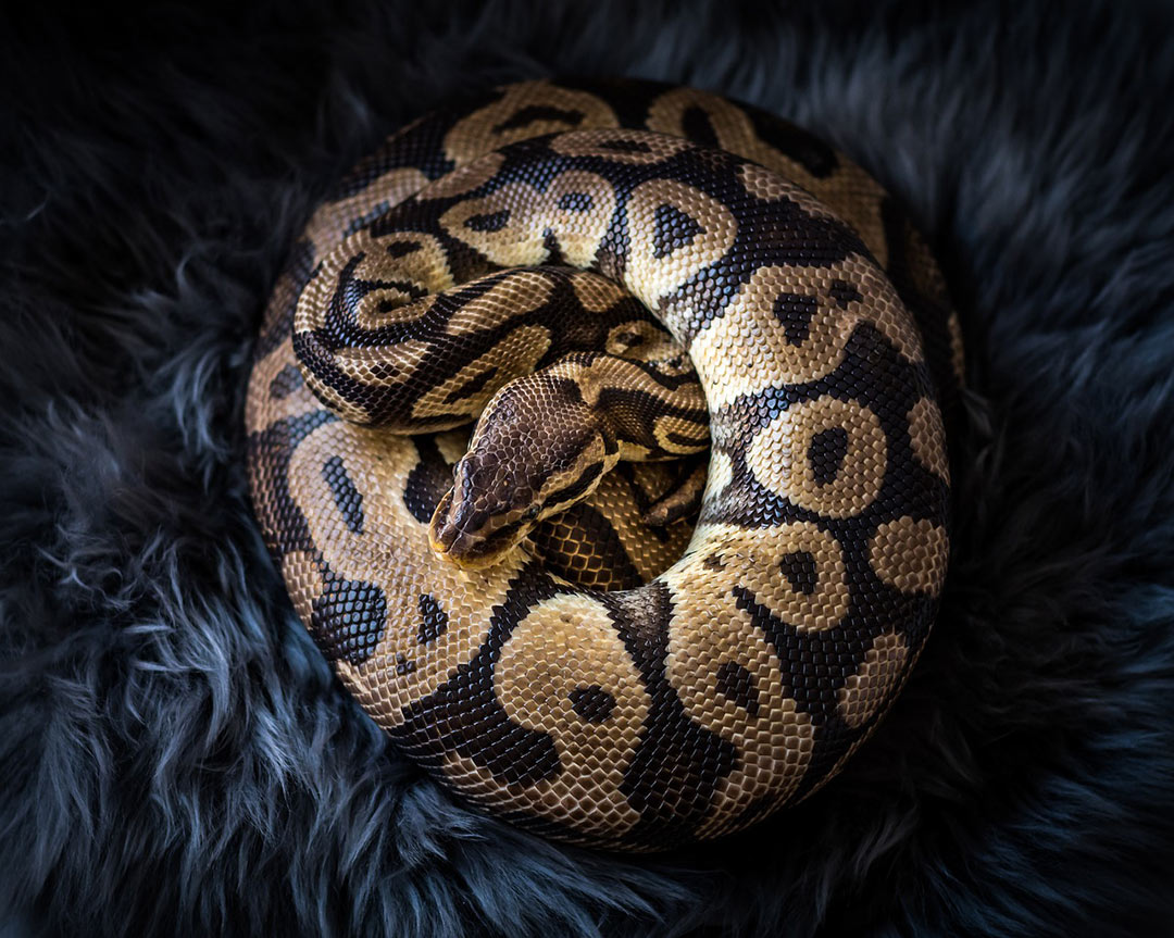 Coiled ball python