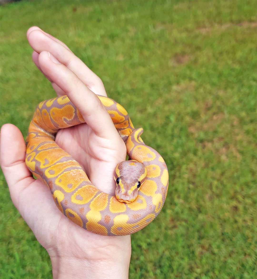 Handling a ball python