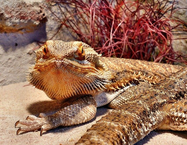 Bearded Dragon on a Sand Substrate