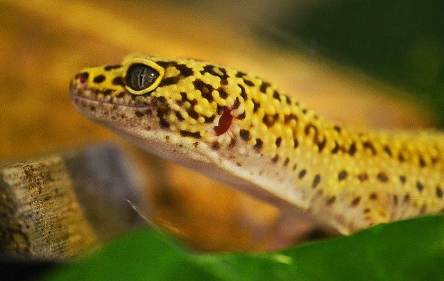 Leopard gecko