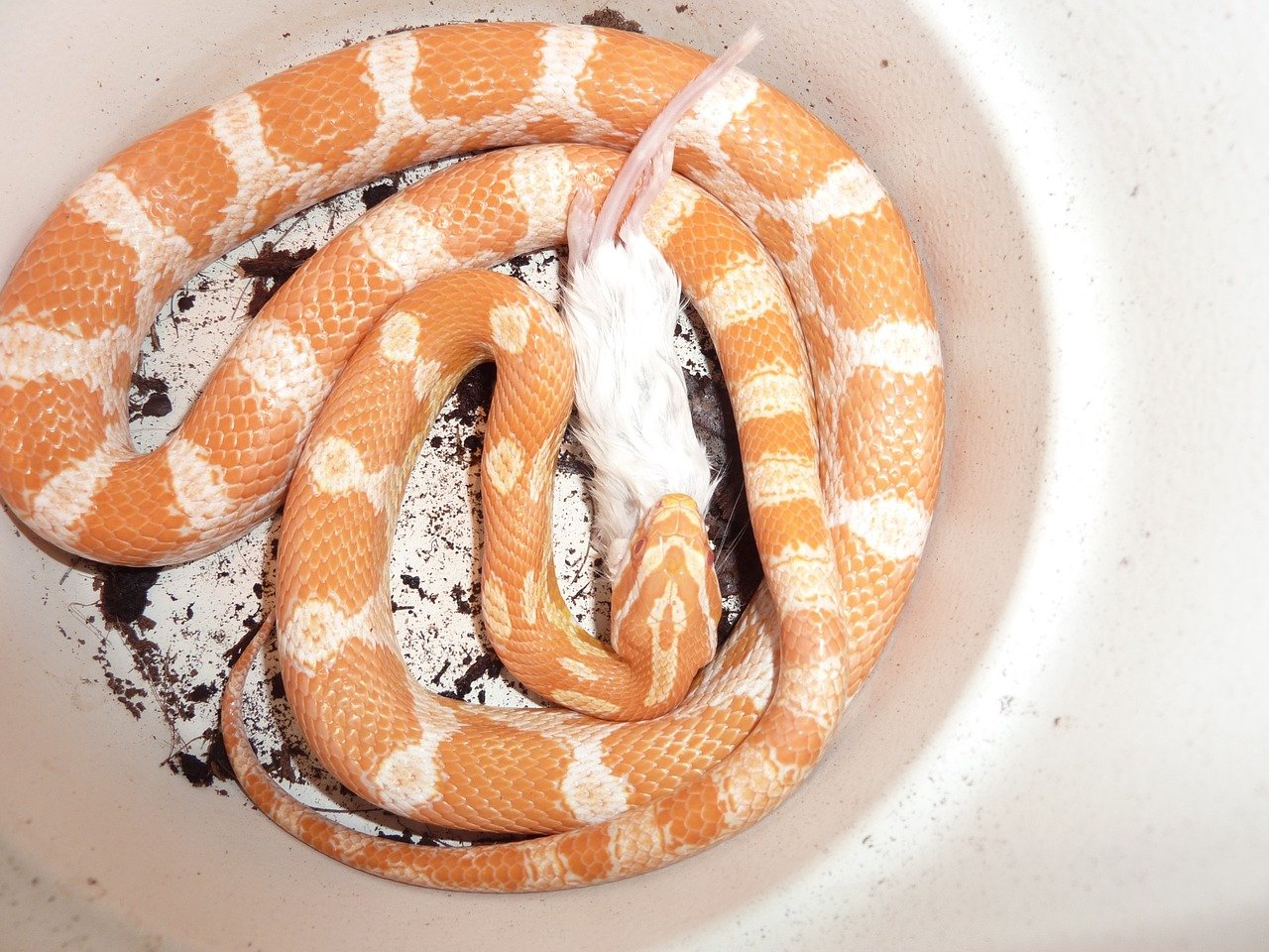 Corn snake eating a mouse