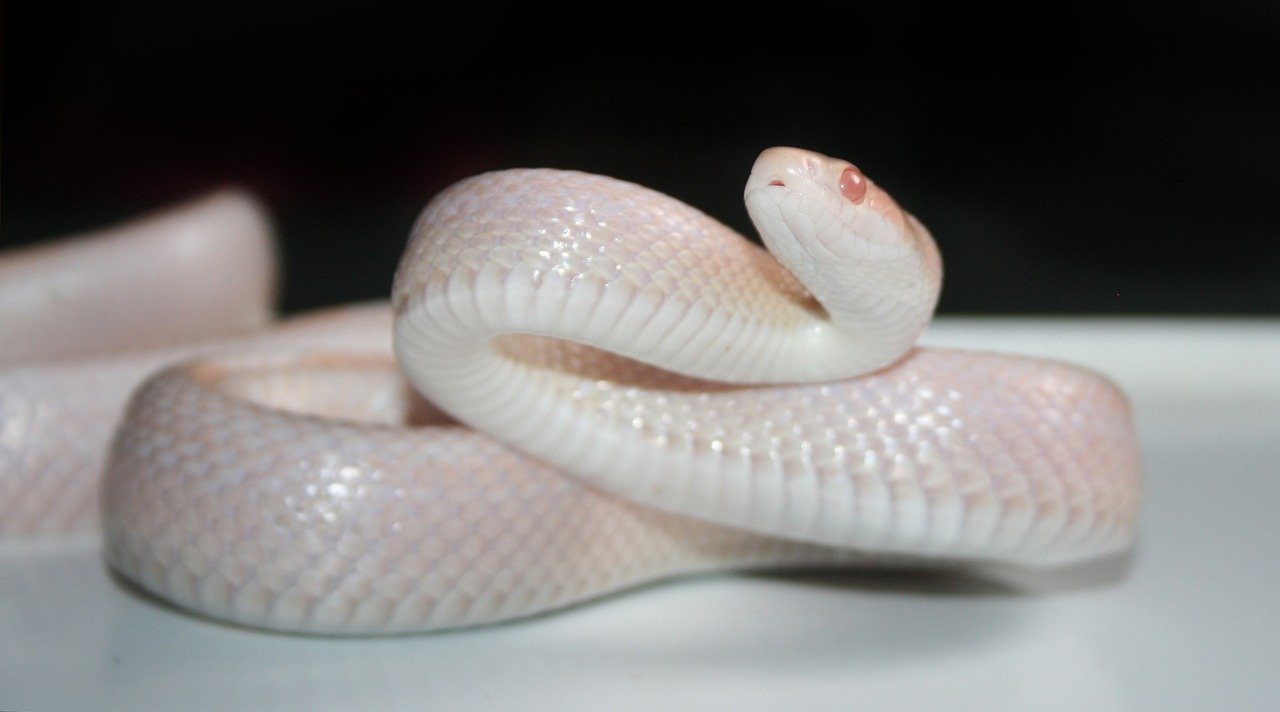 Whiteout corn snake morph