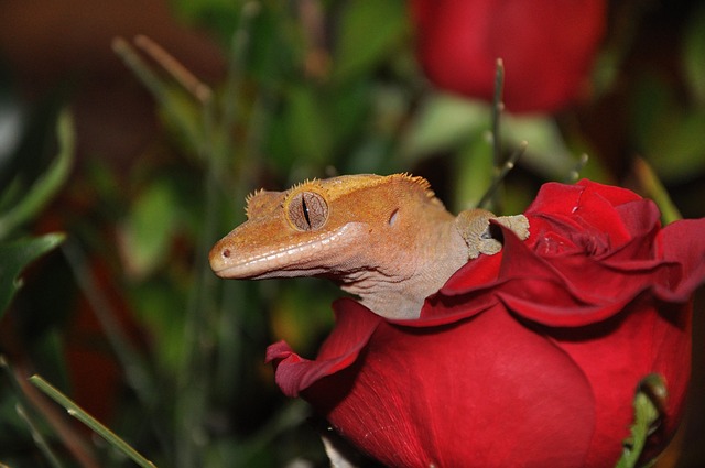 Crested Gecko on a Flower