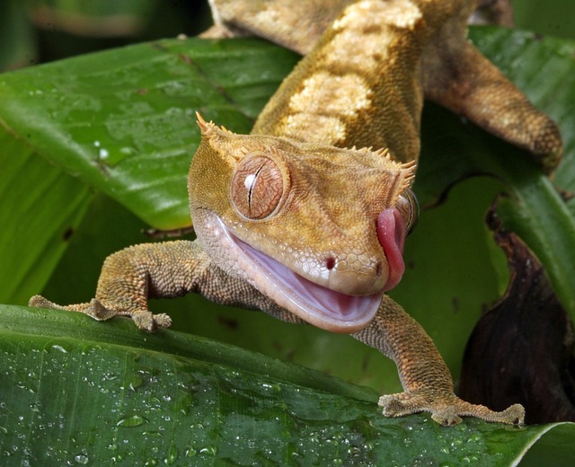Crested gecko on a leaf