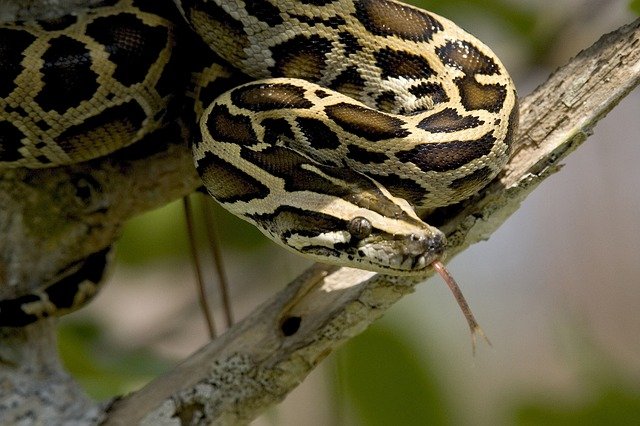 Burmese python on branch