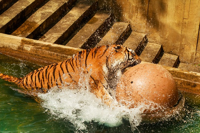 Tiger playing with a ball
