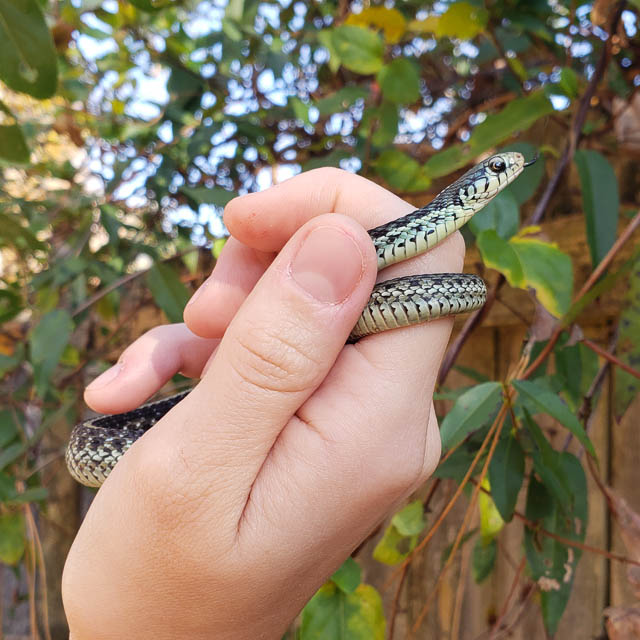 Florida blue garter snake