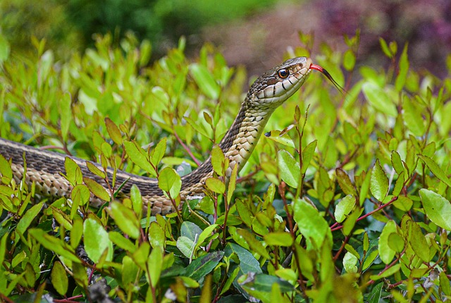 Garter snake moving through vegetation