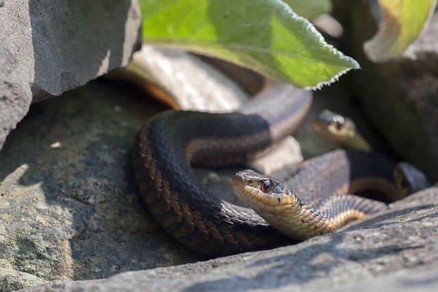 Garter snakes on a rock