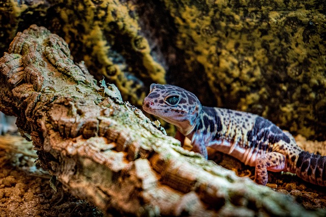 Leopard Gecko in a Cave