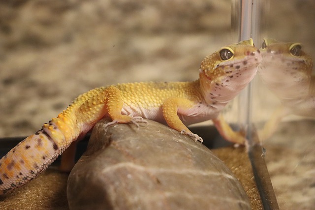 Leopard Gecko in an Enclosure