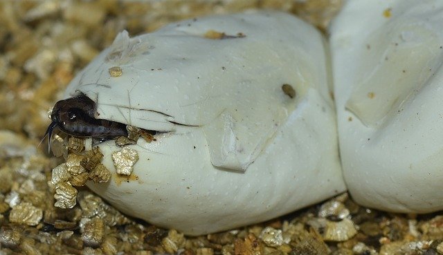 Baby snakes hatching out of eggs