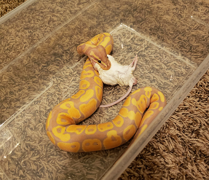 ball python eating