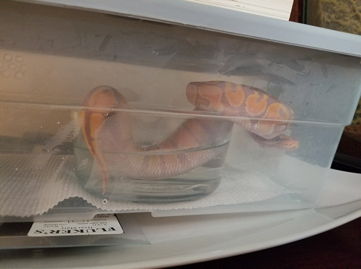 quarantined ball python