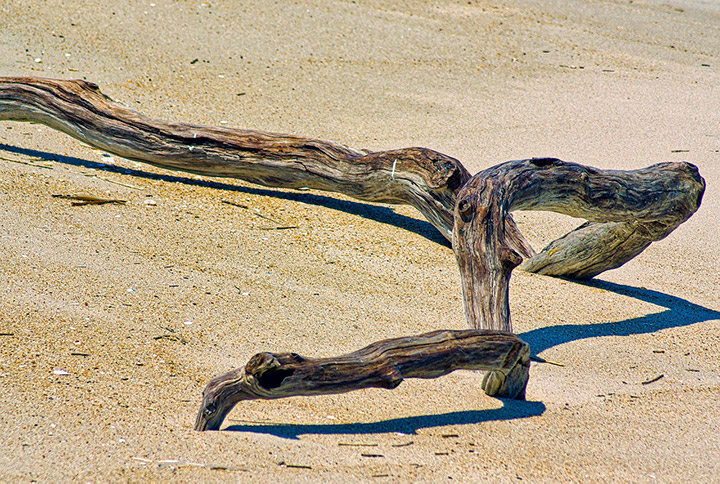 driftwood on a beach