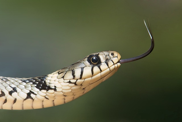 Up Close of a Garter Snake's Face