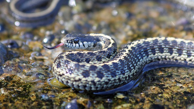 A Garter Snake in Water