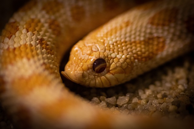 A hognose snake