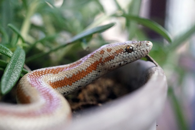 A Rosy Boa Snake