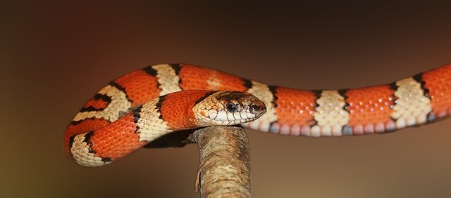 King Snake on a Branch