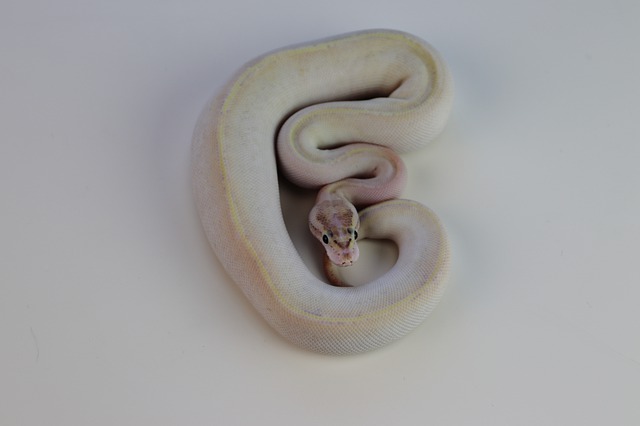 An Ivory Ball Python